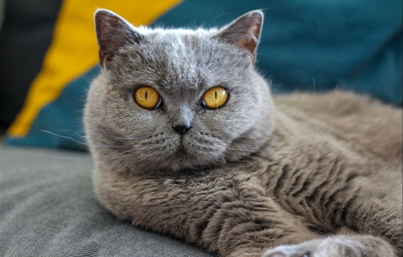 The British Shorthair is a popular cat breed known for its big round eyes