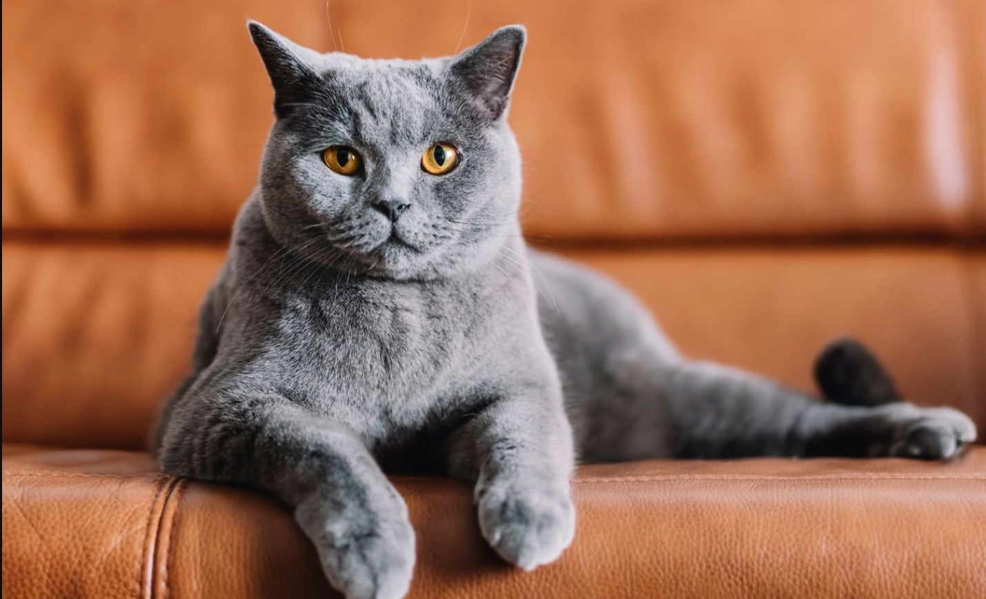 The Chartreux is a cat breed known for its big, beautiful eyes