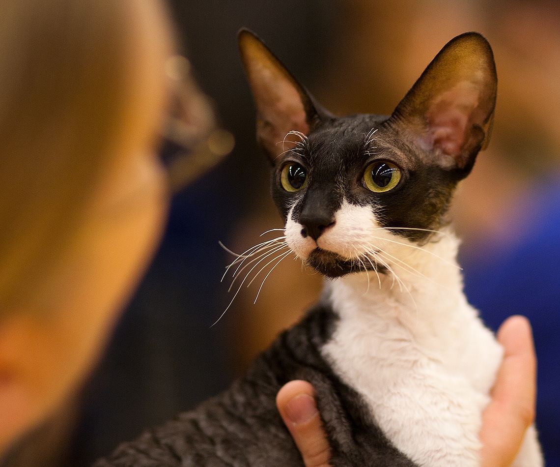 The Cornish Rex is a cat breed known for its unique curly coat and big eyes