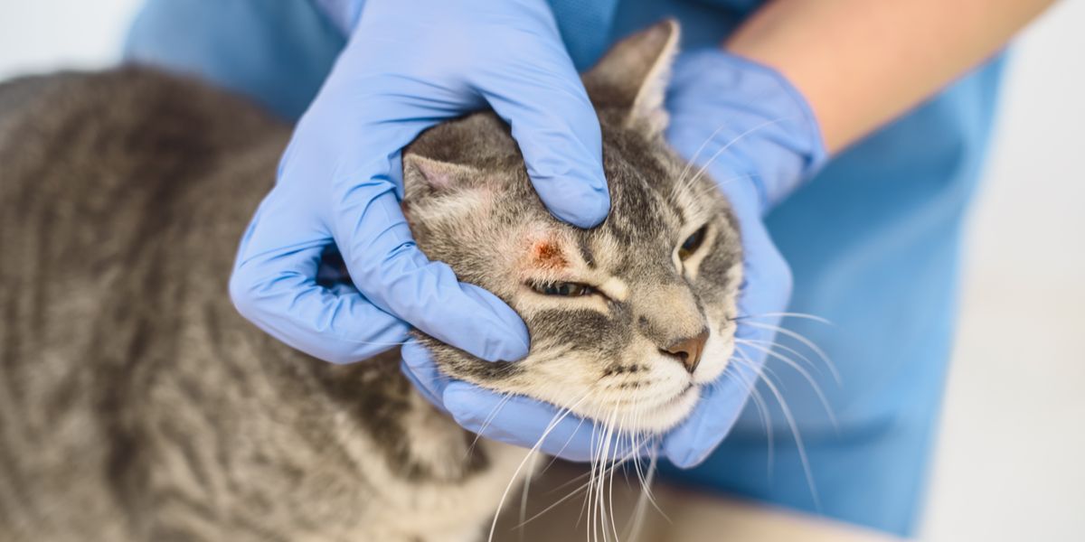 Diagnosis and Treatment of Ringworm in Cats