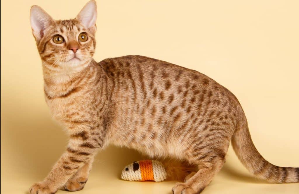 The Ocicat is a cat breed known for its striking appearance and big eyes