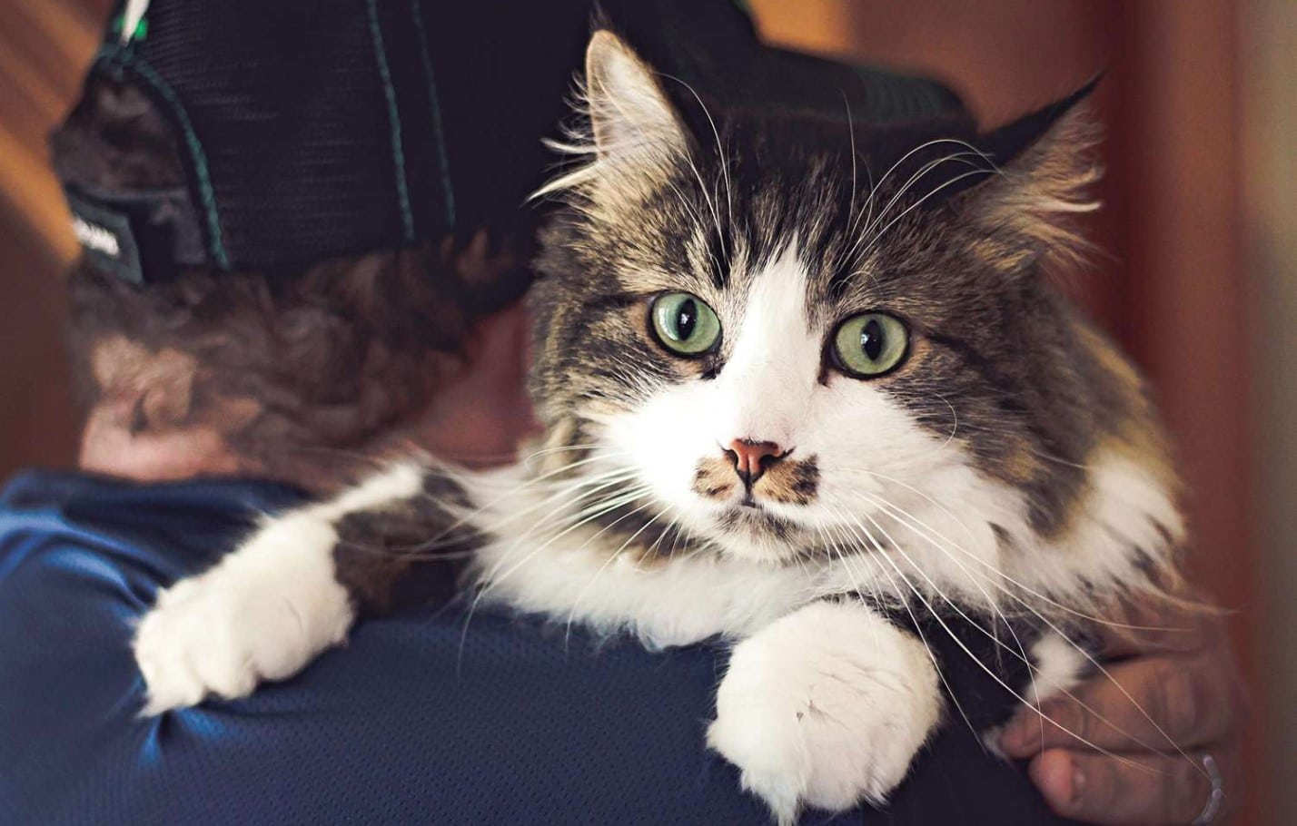 The Ragamuffin is a cat breed with big eyes