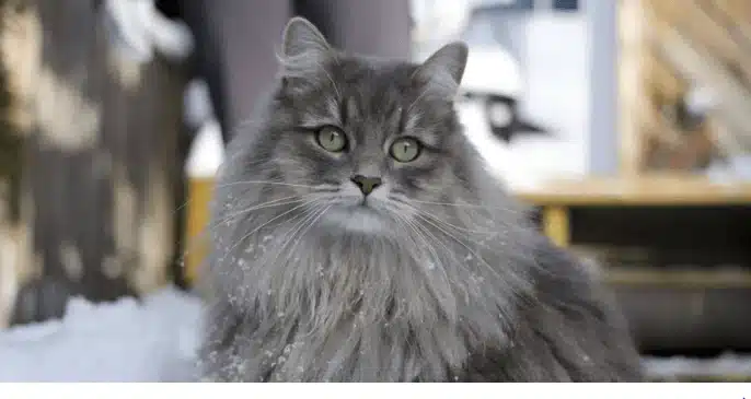 The Siberian Forest Cat is a beautiful breed known for its big, round eyes